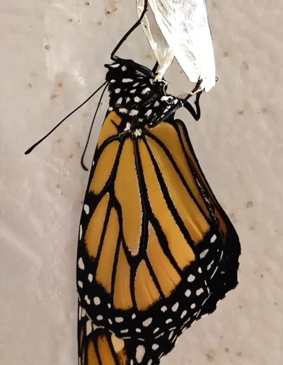 The monarch butterfly letting it's wings dry after hatching. You can see it hanging from the chrysalis it just hatched from. Typically they will rest for a few hours before they are ready for flight.