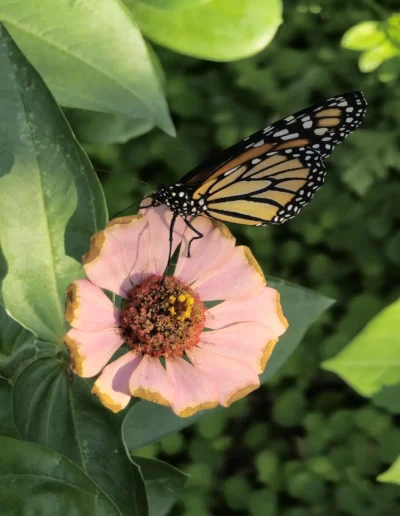 A Monarch butterfly, easily identifiable by its bright orange wings with black and white spots, is feeding on the flower's nectar with its proboscis.