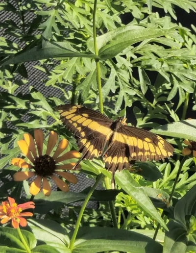 Giant Swallowtail is a generally southern species that sometimes ranges as far north as Canada. The caterpillar closely resembles a large bird dropping, which would serve to deter birds and other predators