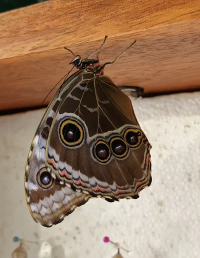 The underside of Blue Morpho's wings are brown with intricate patterns, including several eye-like spots that help deter predators. The body is black with a few red and white markings near the head, and the antennae are long and thin.