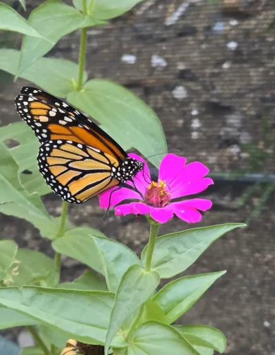 The monarch butterfly or simply monarch (Danaus plexippus) is a milkweed butterfly (subfamily Danainae) in the family Nymphalidae.[6] Other common names, depending on region, include milkweed, common tiger, wanderer, and black-veined brown.