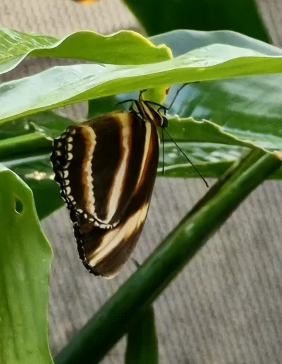 The only species in it's entire genus, the Banded Orange Butterfly has several nicknames such as the Orange Tiger and Banded Orange Heliconian. Banded Orange Butterflies have been spotted in the wild sipping the tears of crocodiles for their salt.