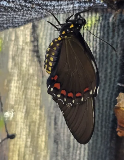 Polydamas Swallowtail (Battus polydamas). This species is recognizable by its dark wings adorned with distinctive colored markings.