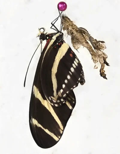 Heliconius charithonia, the zebra longwing or zebra heliconian, is a species of butterfly belonging to the subfamily Heliconiinae of the family Nymphalidae