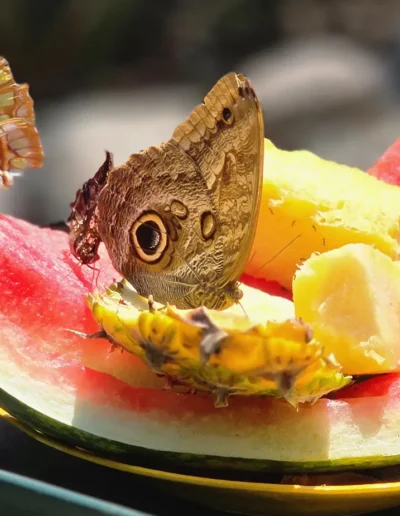 An Owl Butterfly (Caligo sp.) and other butterflies feeding on watermelon and pineapple. The Owl Butterfly is recognizable by the large, prominent eyespots on the underside of its wings, which resemble the eyes of an owl and serve to deter predators.