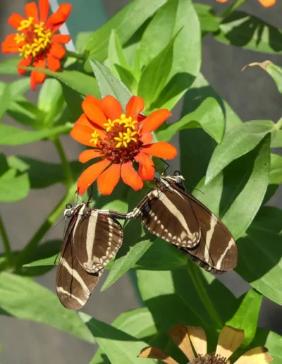 A pair of Zebra Longwing butterflies (Heliconius charithonia) on a vibrant orange flower. The Zebra Longwing butterflies are easily recognizable by their distinctive black and white horizontal stripes, which give them their name.