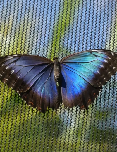 A Blue Morpho butterfly (Morpho menelaus) with its wings fully open. This butterfly is renowned for its iridescent blue wings, which are vividly displayed in the image. The upper side of its wings is a bright, metallic blue, which appears due to the microscopic scales that reflect light. The edges of the wings are dark brown with a few white spots near the tips.