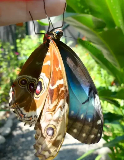 Morpho achilles, the Achilles morpho, blue-banded morpho, or banded blue morpho, is a Neotropical butterfly.