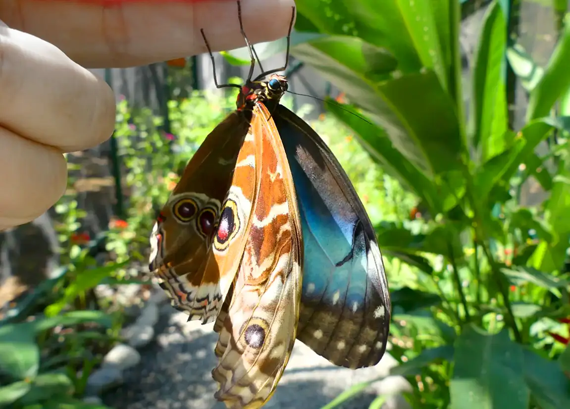 blue morpho on a fingertip in the mariposario