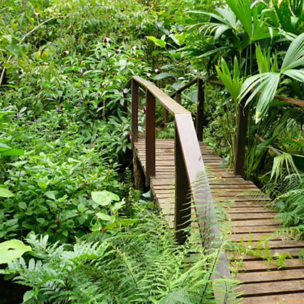 Montezuma Jungle Path